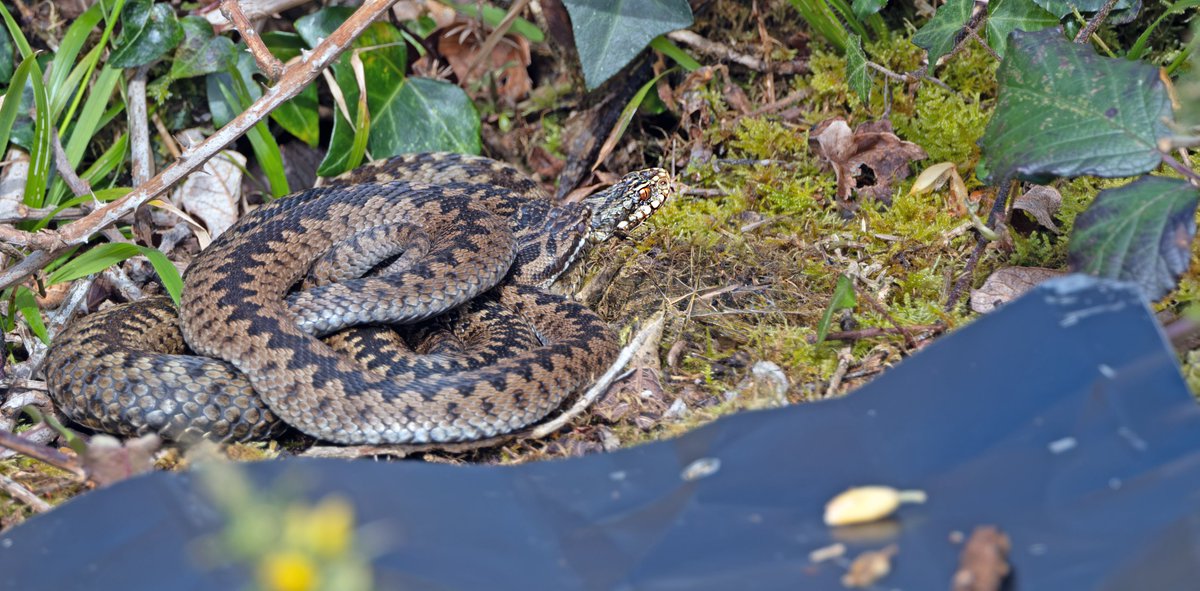 At least 12 Adders at Windmill yesterday. There are a few more females out now. A big female with 2 males here. @CwallWildlife @CornwallRAG