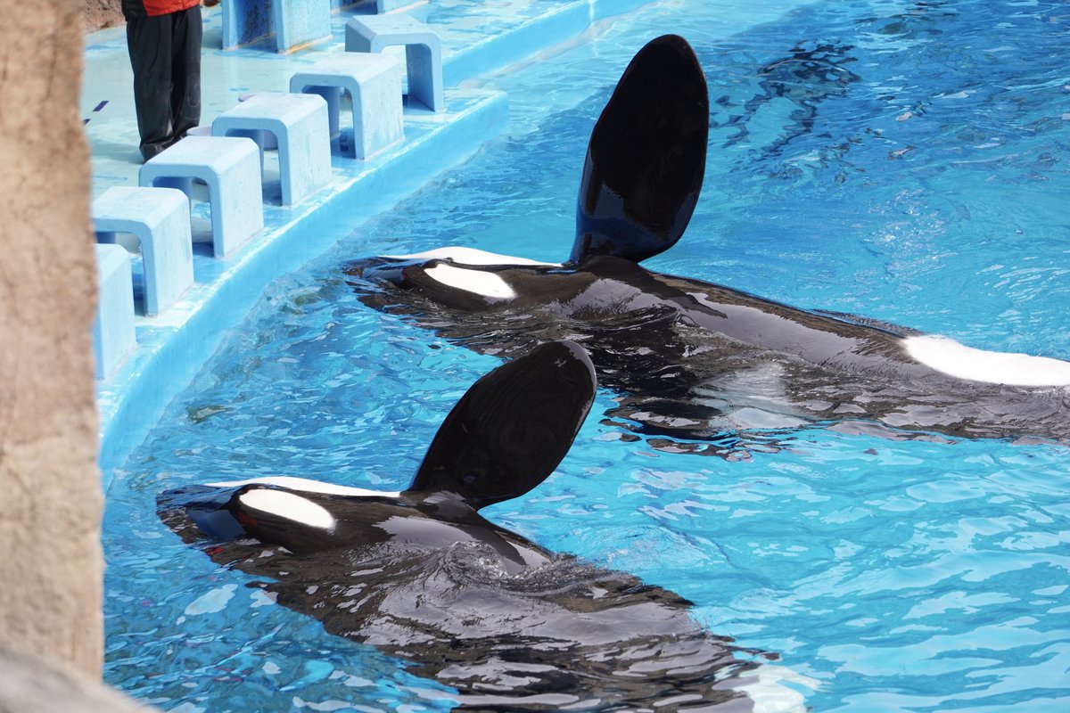 VJejxYzrSON5EgT's tweet photo. ステラのいない名古屋港
リンとアースの絡みが見れて幸いだった
 #名古屋港水族館
 #シャチ
 #orca https://t.co/4GuFym8c9i
