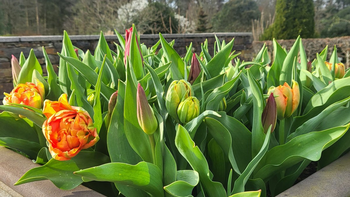 ✨ Remember all those thousands of bulbs we had delivered last autumn? Their colourful blooms are beginning to take centre stage in pots and beds throughout the gardens, thanks to the careful planting and hours of care by our team.