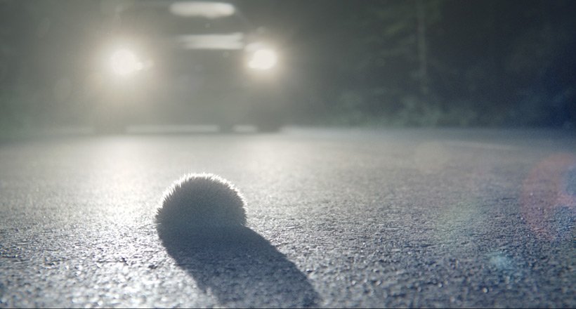 There are lots of newly awakened hedgehogs around right now, walking great distances, crossing roads, in search of food and a mate. Getting home 10 minutes later because you drove slowly won’t make that much difference to you, but it could make all the difference in the world