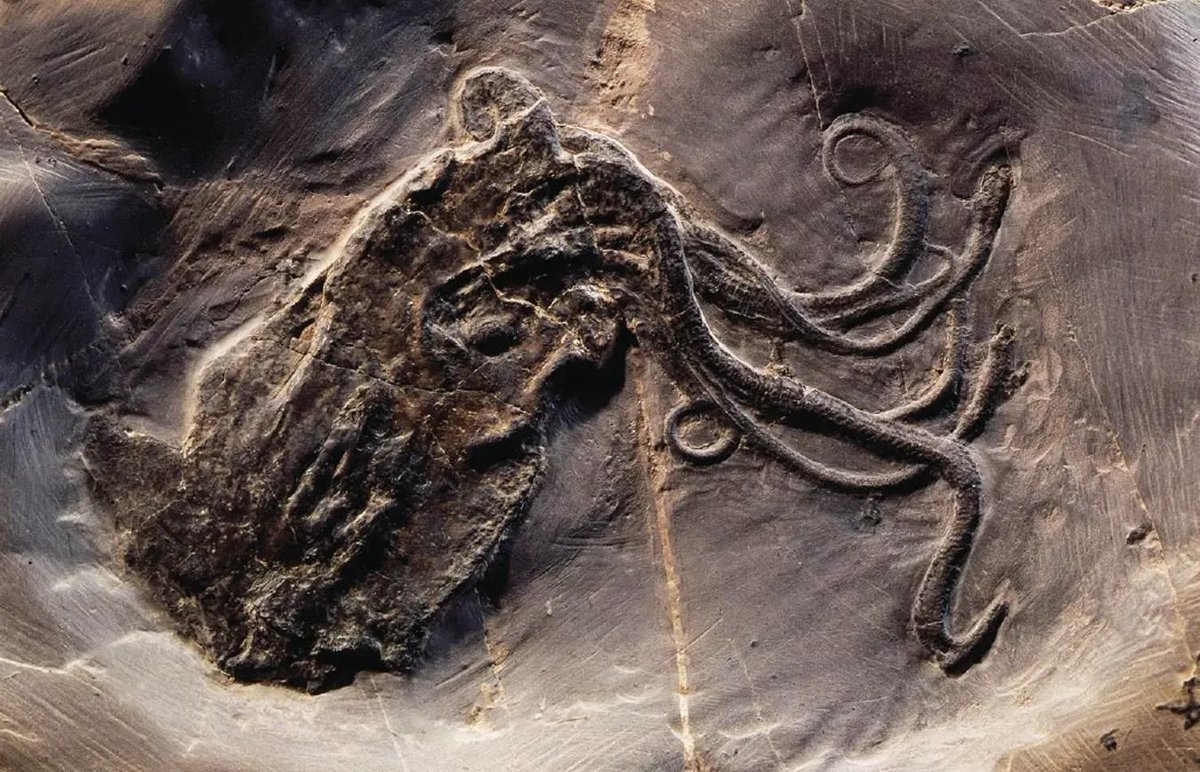 Life really did begin in the sea... Check out this beautifully preserved fossil of an octopus found in a 165 million-year-old rock from France 🤩🐙🦖 📸: Isabelle Kruta et al. 2016