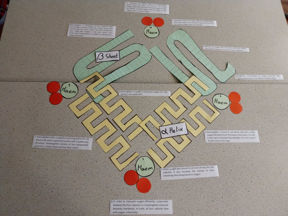 Teaching about the structure of hemoglobin involves exploring its complex protein composition, including heme groups and globin chains, essential for oxygen transport in the bloodstream. #ukedchat #science #nqtchat #ittchat #aussieED #edchat