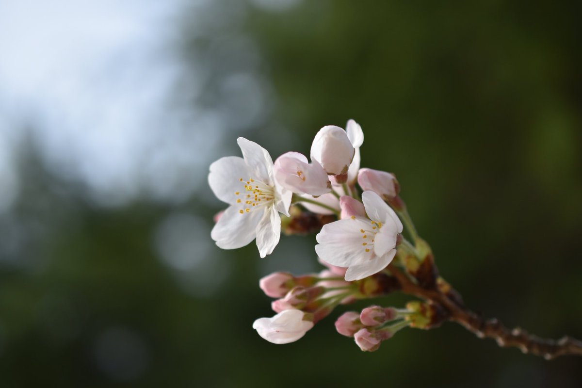 phottoaki's tweet photo. 今年も桜の季節。
#写真好きな人と繋がりたい https://t.co/RrdNKAhats
