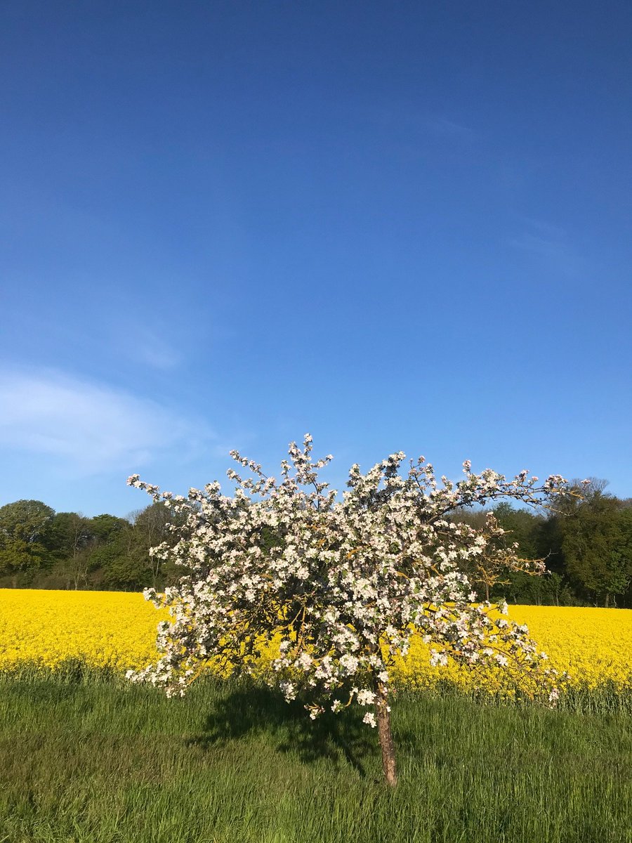 reflectionwalks's tweet image. Vertrauen.

Was leitet Dich zu handeln? 
Warum traust Du jenen Nachrichten und nicht diesen?
Auf welcher Grundlage triffst Du Deine Entscheidungen?

Reflektierst Du Dein Leben mit einem handlungsorientierten Ausgang oder drehst Du Dich im Kreis?

Das Frühjahr ist ein passender…