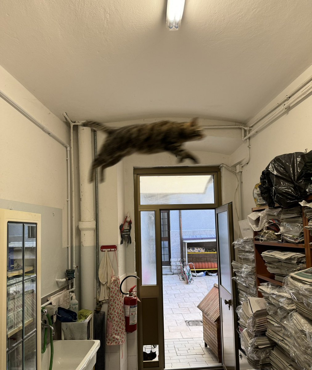 the best flying cat in the world