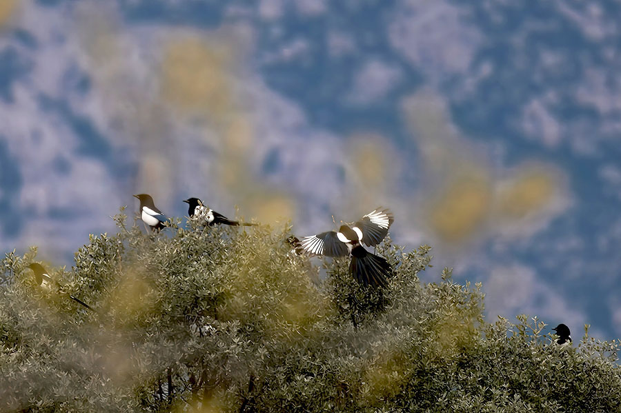 Aquí tenéis la foto de la semana de nikonistas.com 'Aves de colores', por Irene Manuel Lavin, con una Nikon Z 6