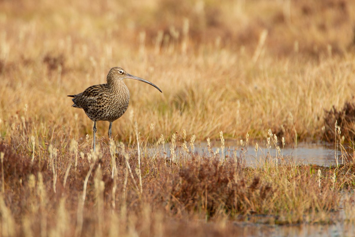 The call of the #curlew is a sure sign of spring, and it's a sound the team are hearing more and more often at Ysbyty Ifan and Hiraethog. Have you heard it yet?

#CurlewLIFE #Conservation #wildlifephotography 

📸Jake Stephens