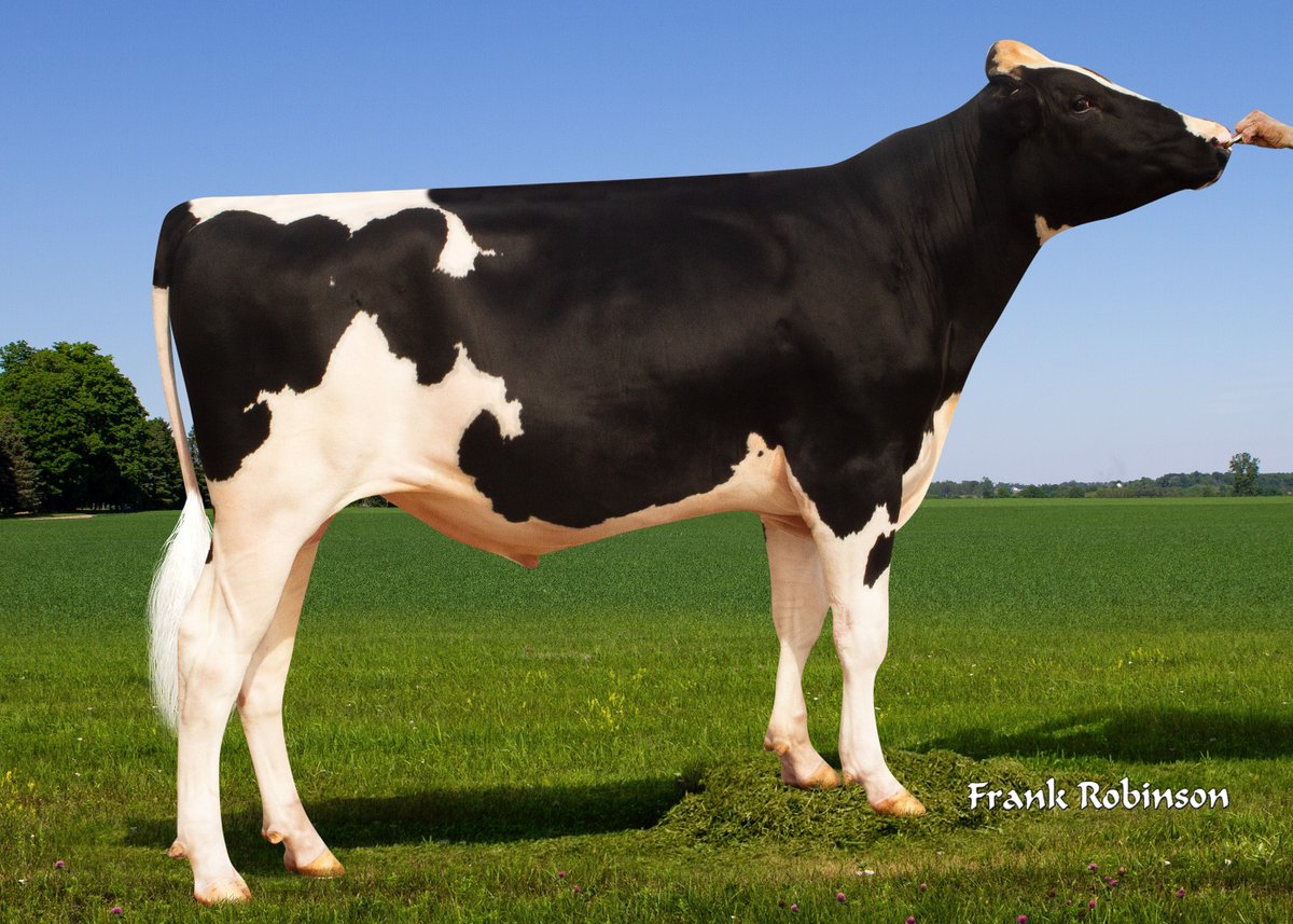 It's bull proof day! Genosource Captain maintains the top rankings for daughter-proven Holstein sires with a £PLI of £874. Climbing a place to second is Westcoast River (PLI £778), with 329 UK milking daughters. See who made the top 10 ➡ ow.ly/3EoO50R6jqb