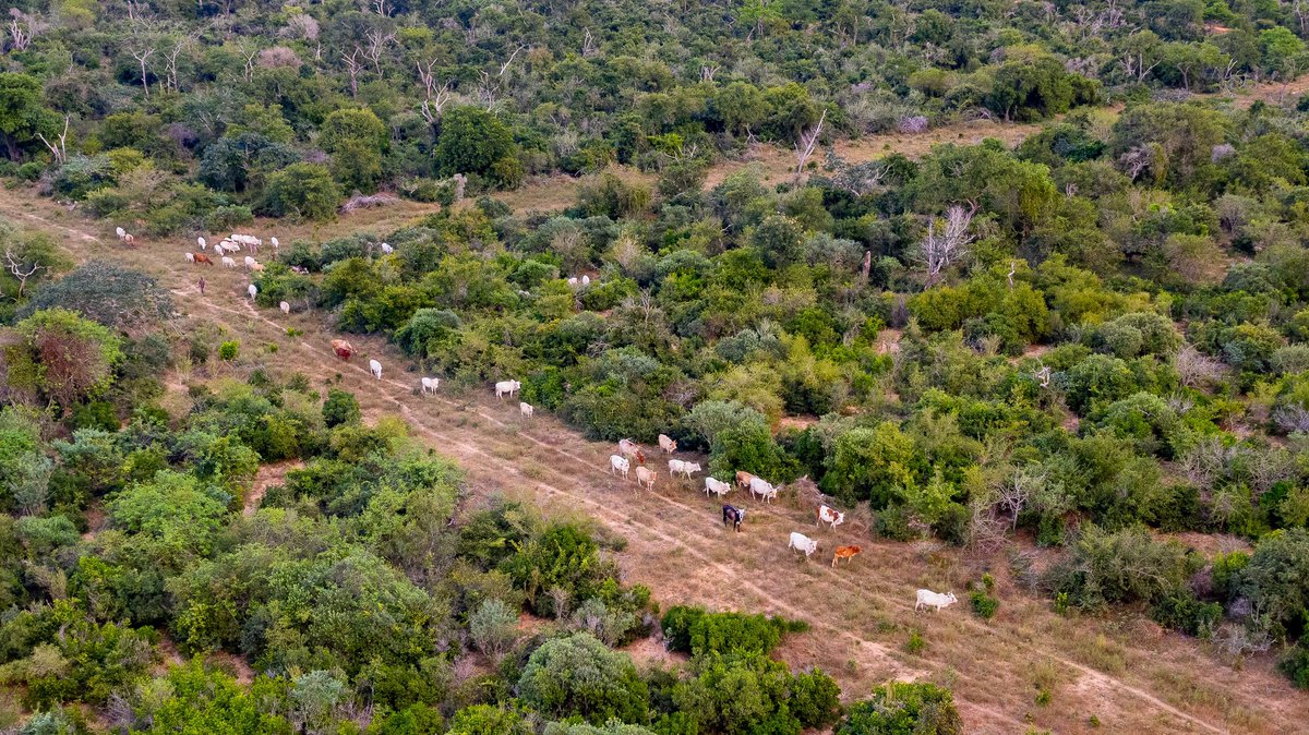 🌾🏡 Embrace the serene beauty of ranching life! 🌄 Discover your own slice of paradise with our exclusive ranch-style homes nestled amidst sprawling landscapes and breathtaking views. #RanchLife 🌿🐐🍉🍍🏠