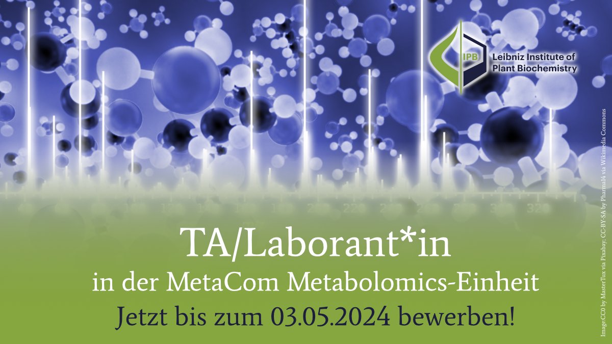 📣#Stellenanzeige: Wir suchen eine/n TA oder #Laborant/in für unsere MetaCom Metabolomics-Einheit unter der Leitung von Henriette Uthe (@EcoMeteor)! 📌Alle Infos hier: ipb-halle.de/karriere/stell… 📌Bewerbungsfrist: 3. Mai 2024 #metabolomics #Analytik #CTA #BTA #Jobs #ChemJobs