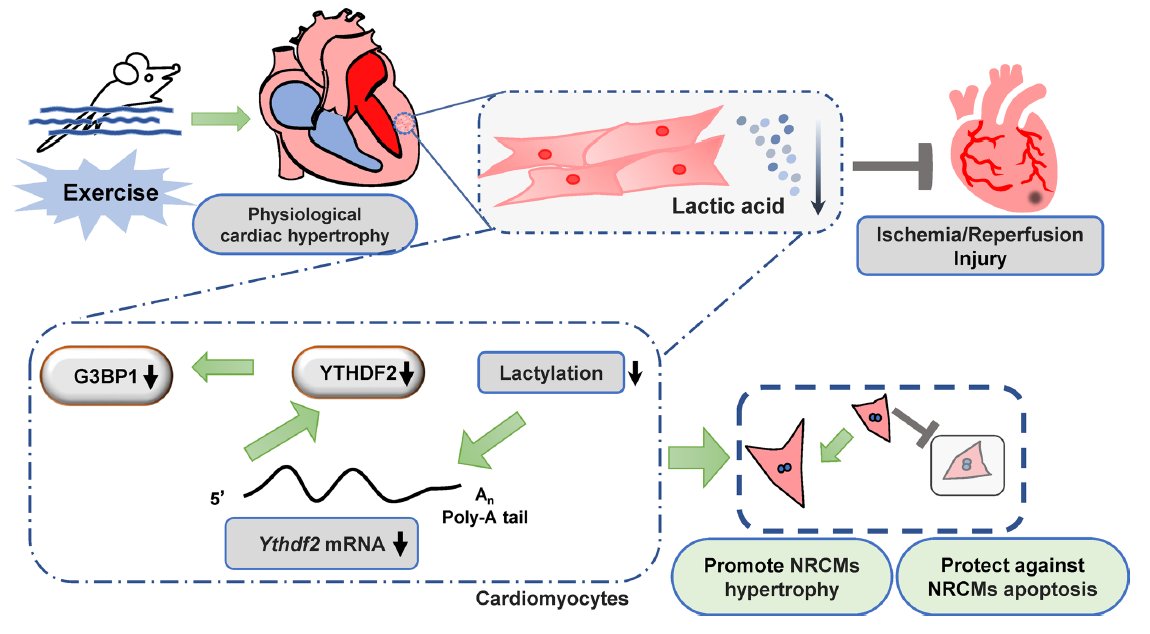 Lactylation of N6-methyladenosine RNA binding protein impacts exercise-induced hypertrophy and myocardial ischemia/reperfusion injury. link.springer.com/article/10.100…