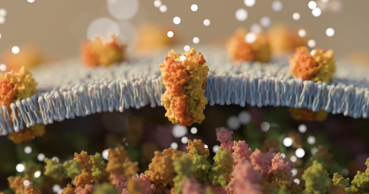 A bigger more complex scene with #MolecularNodes . Membrane + pH gated ion channels (PDB 6fl9)! Not an animation this time as the render took ages. Thanks again @bradyajohnston