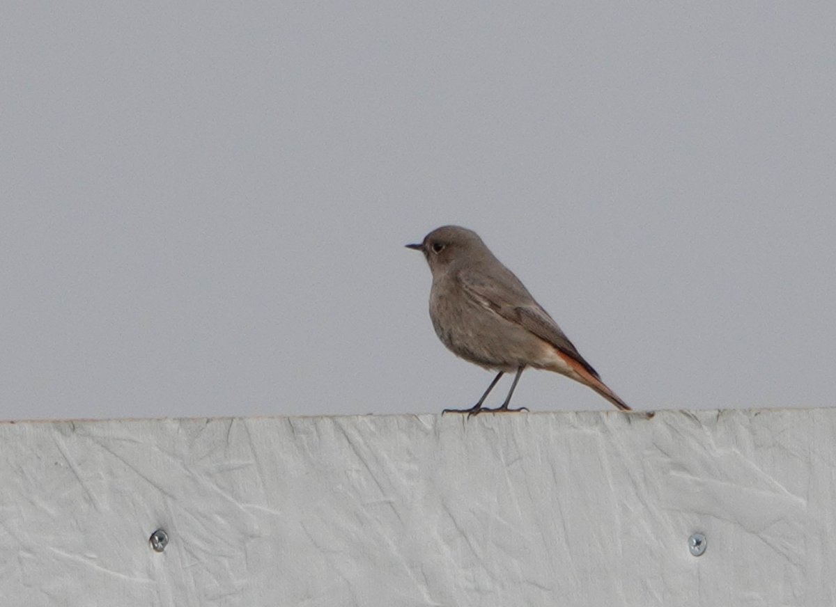 Black Redstart, Marske this morning. @teesbirds1 @teeswildlife @nybirdnews