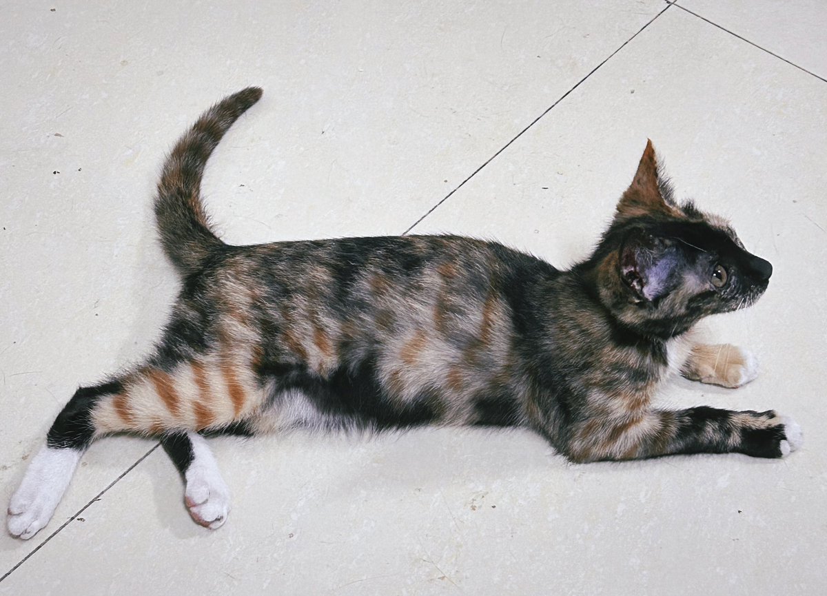 KamikiriRIP's tweet photo. I recently adopted a tortoiseshell kitten. Her name is Pony. https://t.co/ojZXkMLtV8