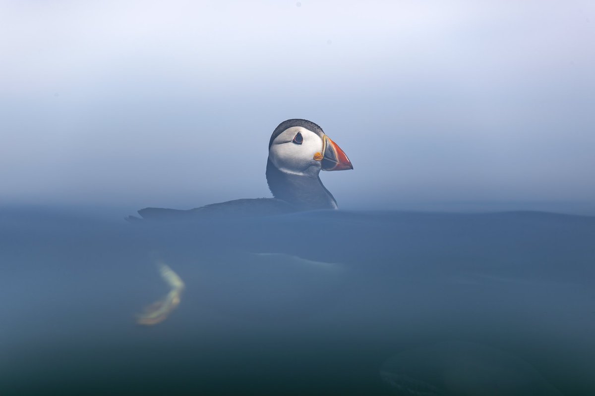 Hanging around the Farne islands #wildlifephotography #wildlife #puffin #biodiversity #birdphotography