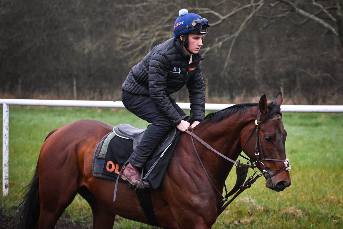 Today we travel to @LudlowRaceClub to run Balhambar. Best of luck to his owners Dr Paul Kelly and Mr Vernon Taylor. Read my thoughts ⬇️ harryderhamracing.com/ludlow-tuesday…