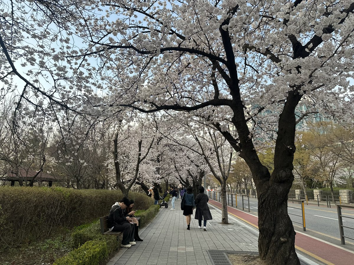 Postcard pretty. #cherryblossoms #SouthKorea