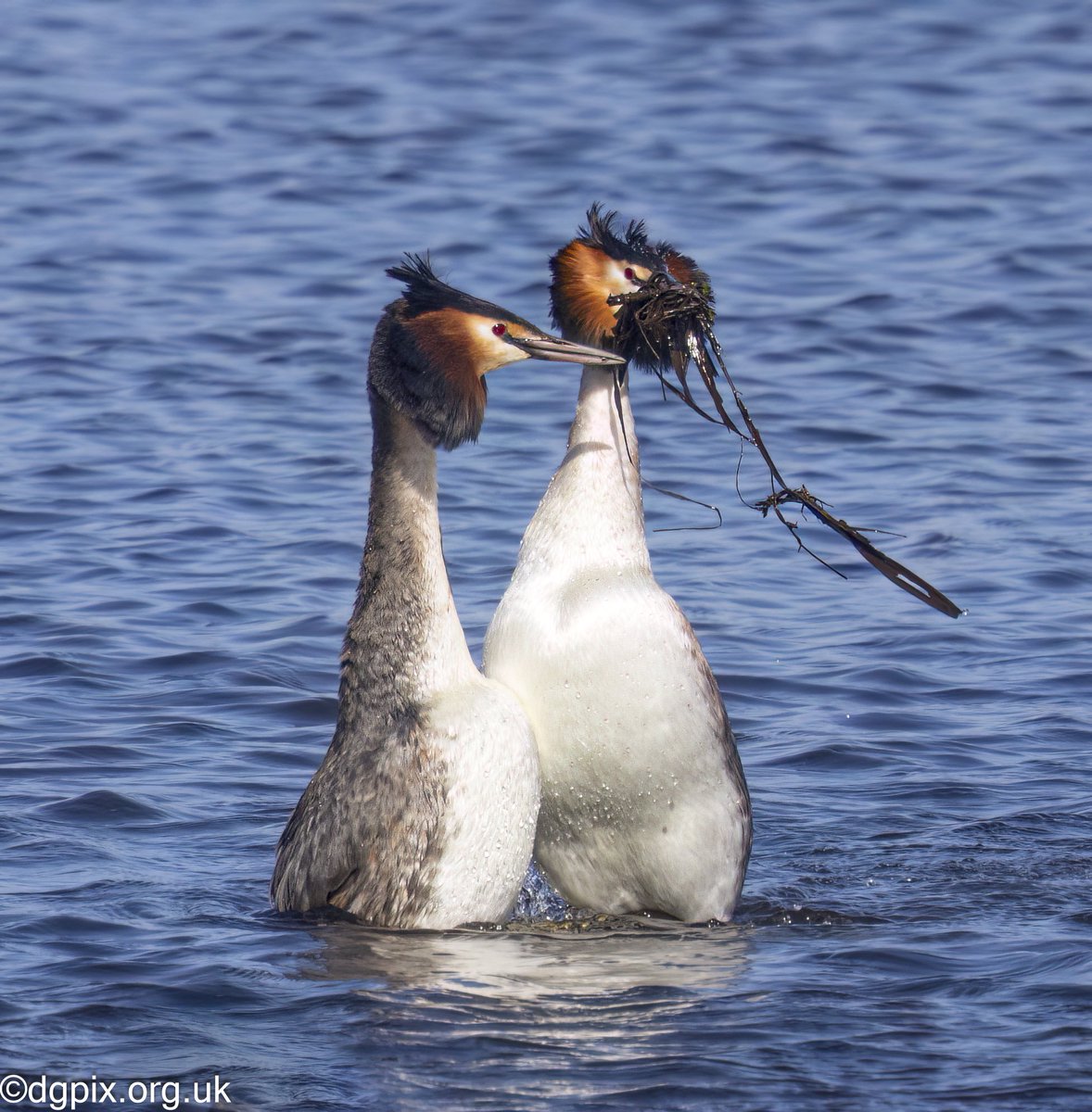 Great Crested Grebe “weed dance”, wonderful to watch these birds and their courtship display