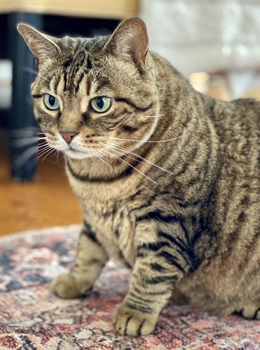 🎶🎼🎵Listen to the rhythm of the falling rain…☔️🌧️💧

Happy rainy Tuesday! Momma is off for her back procedure today —finally.  She’s excited to maybe be pain-free. 🧡