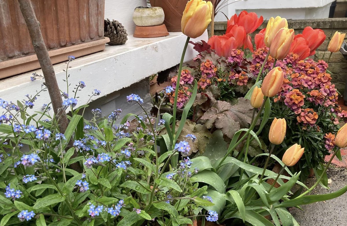 Come to our spring show at @stlukesse27 on 13 April from 2-5pm. As well as the usual display of spring loveliness, we’ll have a free planting activity (taking rosemary cuttings), a pop-up trading hut & afternoon teas with delicious homemade cake. All welcome. See you there!