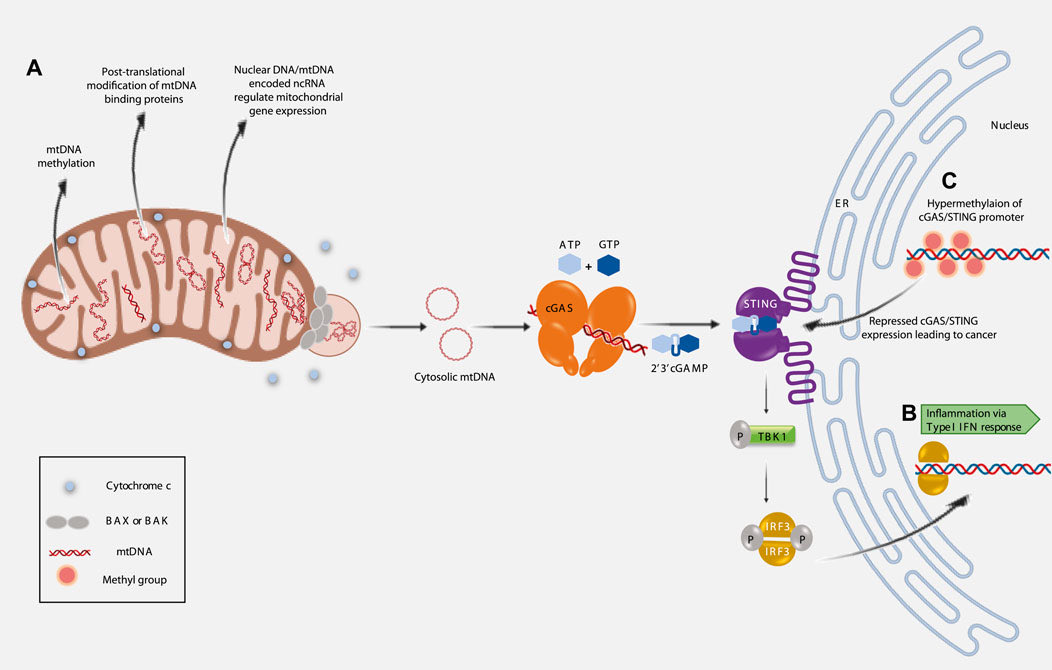 Madam_Mito's tweet image. Mitochondrial Epigenetics Regulating Inflammation in Cancer and #Aging
#TLRs #MitoEpigenetics 🧬 

frontiersin.org/articles/10.33…