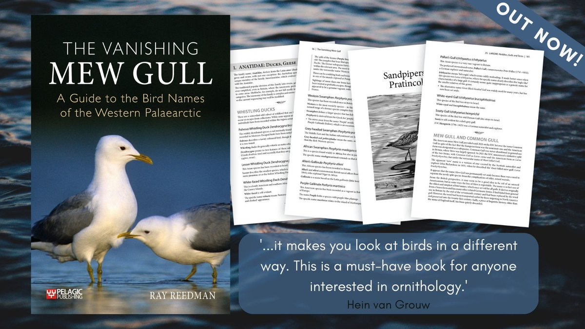 📣 The Vanishing Mew Gull by Ray Reedman is NOW AVAILABLE! 📣 📖 Learn more and order your copy ➡️ loom.ly/FpFcnlU #birdnames #nomenclature #ornithology #taxonomy #etymology #westerpalaearctic #publishedtoday