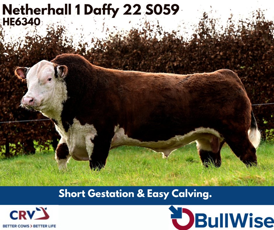 Daffy is in the top 4% of Herefords for gestation length at high reliability (99%), averaging 281 days.

#BeefOnDairy #Breeding24 #BullWiseAI #TeamDairy #CRV4ALL