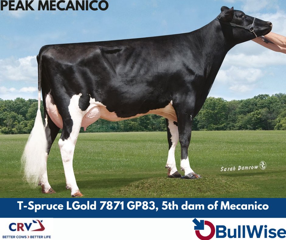 MECANICO has a HUGE PSI of €175 (+62.04kgs of milk solids), he also scores a whooping +16% for CRV Efficiency!

Order soon to avoid disappointment.

#Breeding24 #BullWiseAI #TeamDairy #CRV4ALL