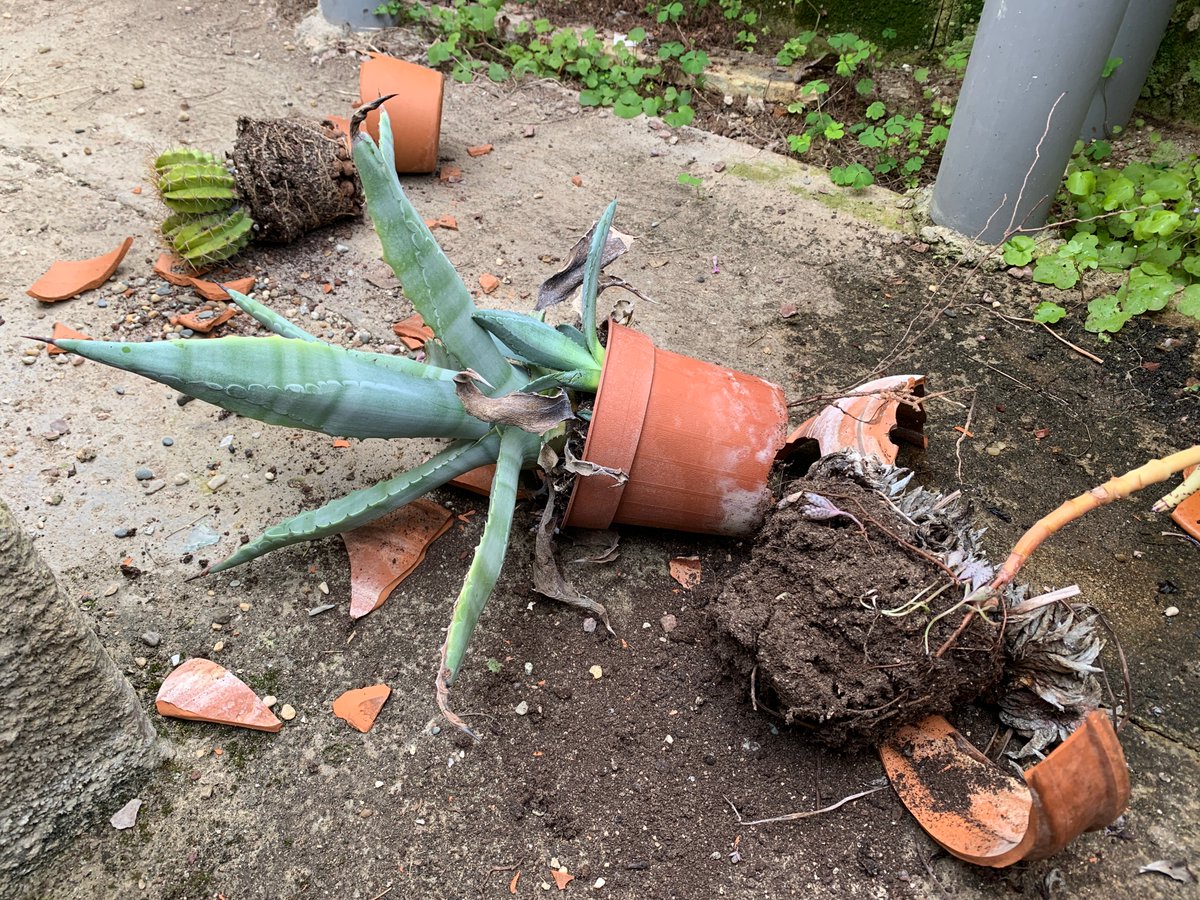 tlsv85's tweet photo. 🔴#faitdivers #Luçon. 2 semaines après des dégradations volontaires, le jardin Dumaine a été une nouvelle fois la cible d'actes de vandalisme.
Hier, les dernières vasques situées à proximité du bassin octogonal ont été cassées. 
🎥🎤A voir ce soir sur https://t.co/ekFmDSYyDE https://t.co/CjqGnNVCel