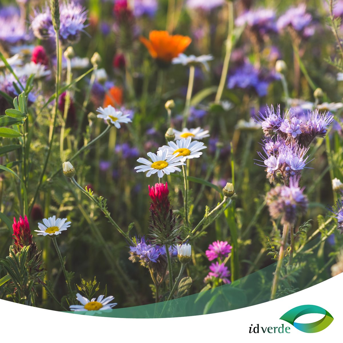 #Wildflowers are essential to our ecosystem but the UK has lost 97% of its wildflower meadows. With urban areas expanding, it's crucial to find ways to support nature. Our very own @plantscapeltd offers pollinator-friendly planters perfect for biodiversity bit.ly/PSProductRange