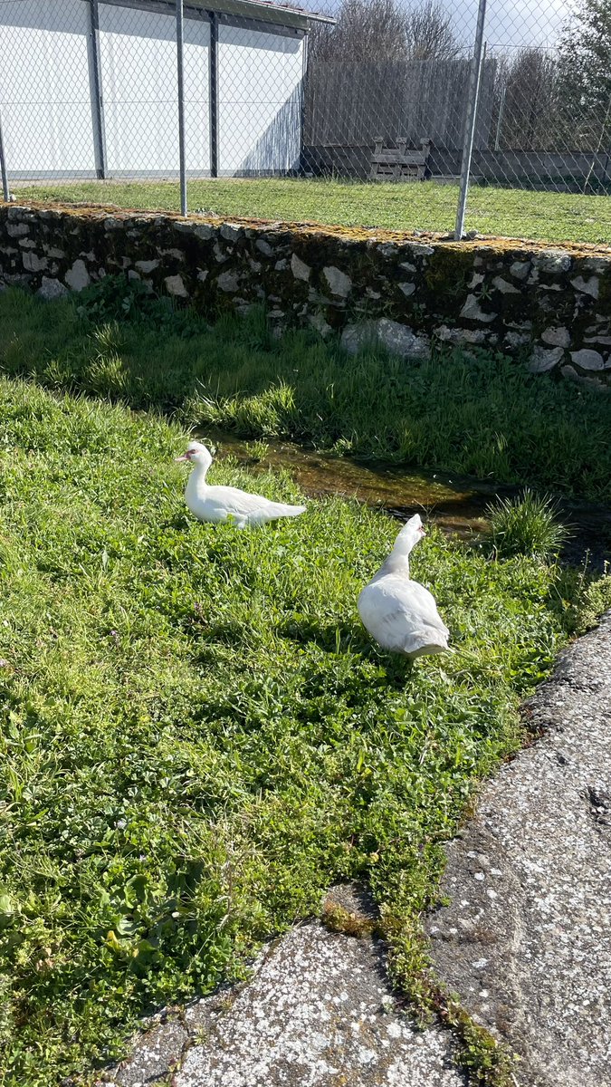 SergioColino's tweet photo. Ayer tocó paseo por #Fadon y conocer el “ganao” nuevo que tienen mis vecinos. También me he alegrado de que hayamos recibido una nueva familia de cuatro miembros con dos niños, otra de dos hace unos meses que se mudará en breve, y otro hace dos años. Todo pese al Ayuntamiento. 👏 https://t.co/e50iUgXca9