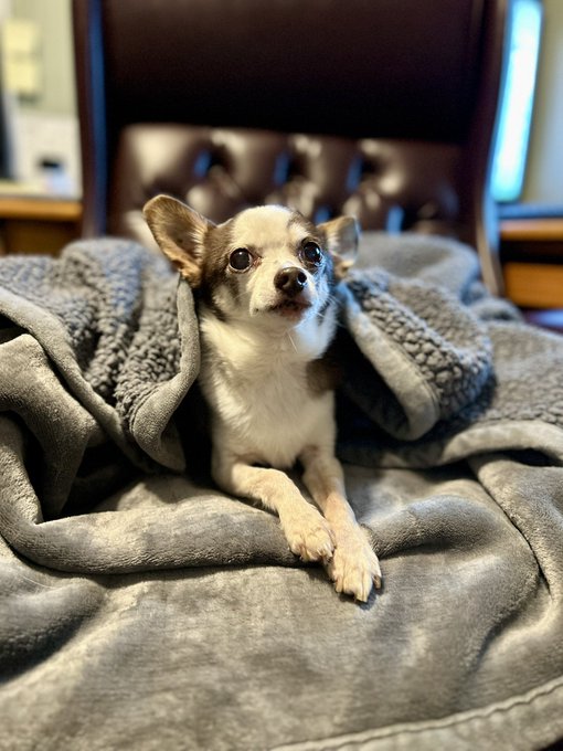 Here&rsquo;s my office this morning. Thunderstorms all night &amp; this little guy gets scared during storms.   He&rsquo;s<a href="/tag/onelove"class="tags"><span>#onelove</span></a><a href="/tag/facts"class="tags"><span>#facts</span></a>