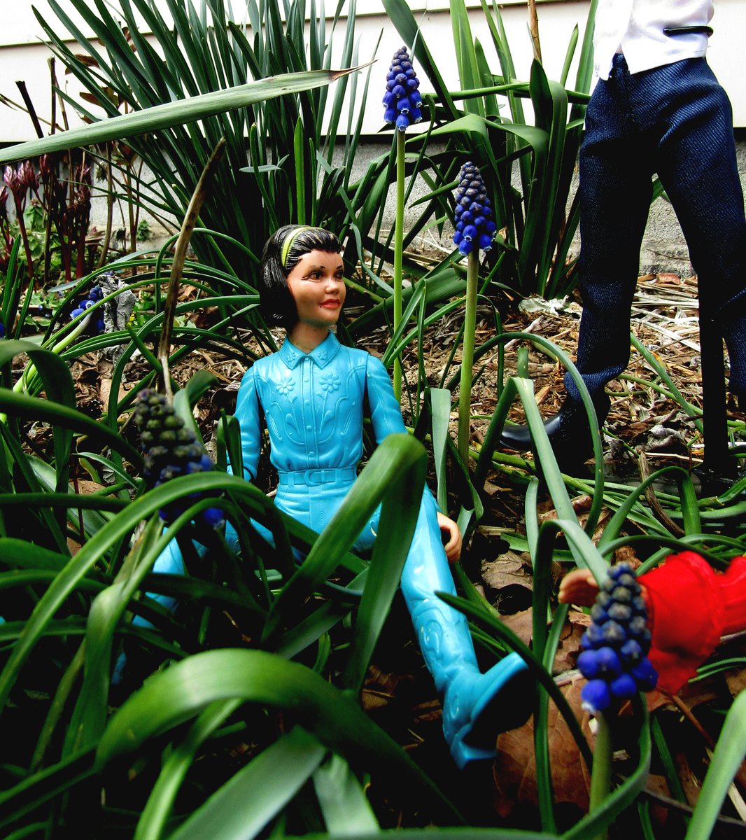 All the Kids in the Valley love picking Vitamin-C-rich Grape Hyacinths this time of year.  #Dolls #dollcollector #dollphotographer
