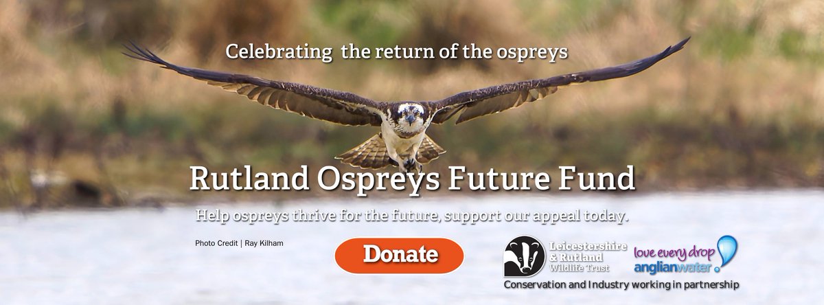 Celebrating the #returnoftheospreys, and what an exciting few weeks we've had! Help our ospreys at Rutland Water thrive for the future by supporting our appeal lrwt.org.uk/osprey25and you will be helping to ensure that ospreys continue to soar in our skies Photo Credit Ray Kilham