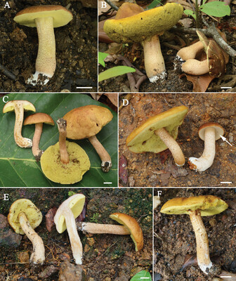 New genus from Thailand accommodates Xerocomus sisongkhramensis and unveils relationships within the Boletaceae family. 🔗 doi.org/10.3897/mycoke… Part of our 'Diversity, taxonomy, and systematics of macrofungi from tropical Asia' topical collection! mycokeys.pensoft.net/topical_collec…