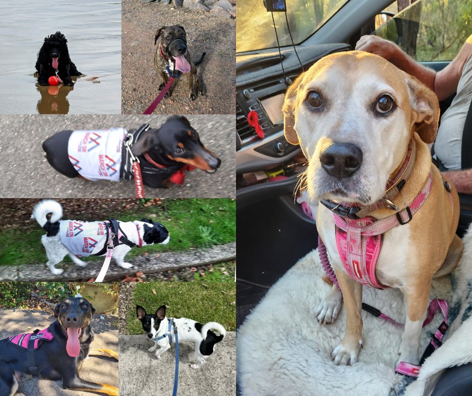 Check out some of the loyal #K9 companions who have joined in on this year's #MarchOn challenge.

March may be over but the need for mental health programs to prevent veteran suicide continues year-round. You can still donate to show your support: marchonchallenge.org.au