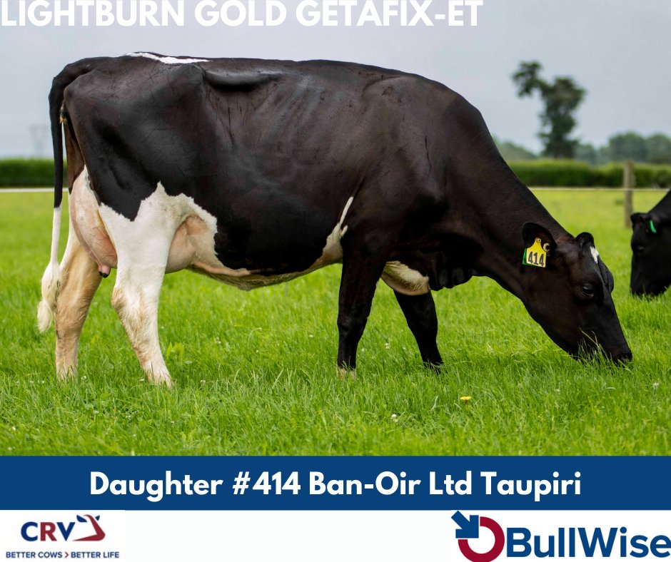 Getafix has 76 daughters in NZ, and a WHOOPING BW of 525!

#Breeding24 #BullWiseAI #TeamDairy #CRV4ALL