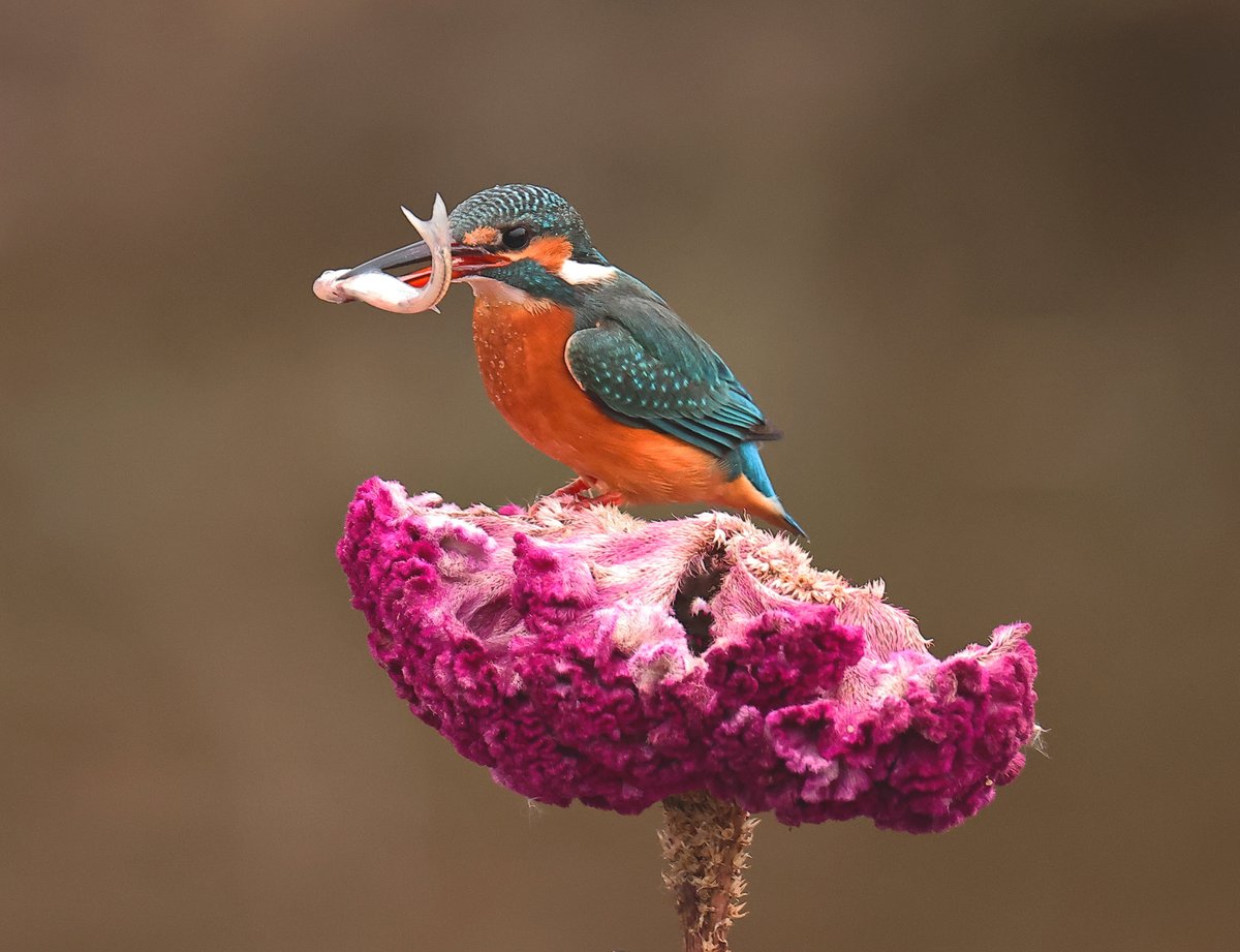 female Common Kingfisher (普通翠鸟,Alcedo atthis) has a nice catch.
There are 90 species of kingfisher worldwide. ❤风轻云淡

#China #nature #Peace  
#wildlife #photography
#birds #BirdsSeenIn2024