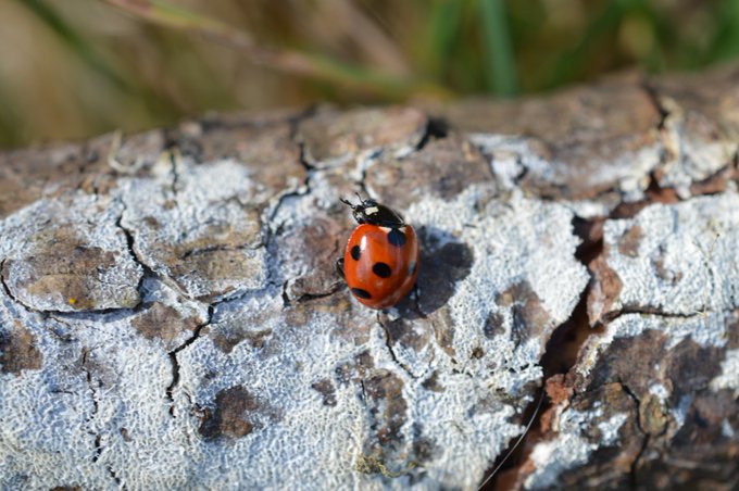 161 records submitted for Ladybird species through Ireland's Citizen Science Portal. These will be validated and added to our Ladybirds of Ireland dataset, which can be viewed here: maps.biodiversityireland.ie/Map/Terrestria… #LadybirdAtlas2025