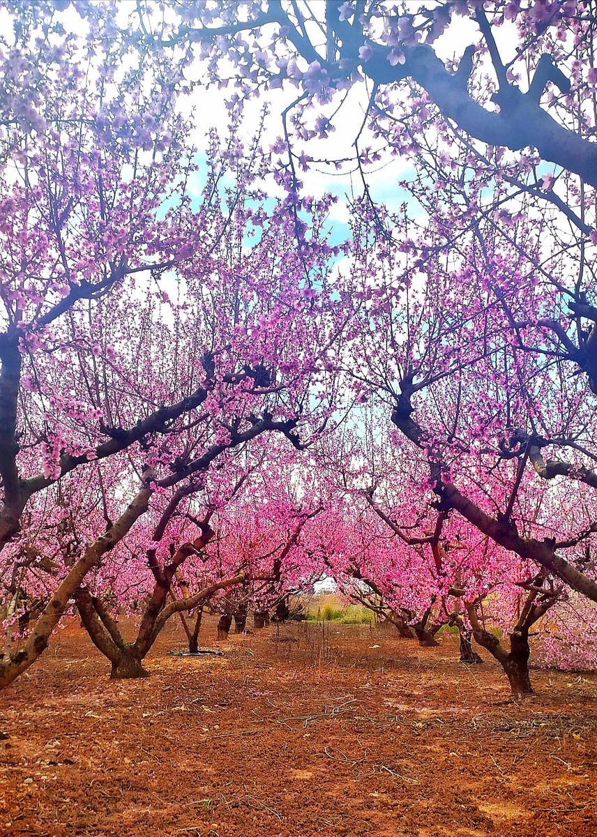 #BuenosDias Hola amig@s 🙆🏻‍♀️ #FelizMartes #Abril 🌸🏵️🌼🏵️🌸 #MisFotos 📷 🫂💋❤️💛💜🌈