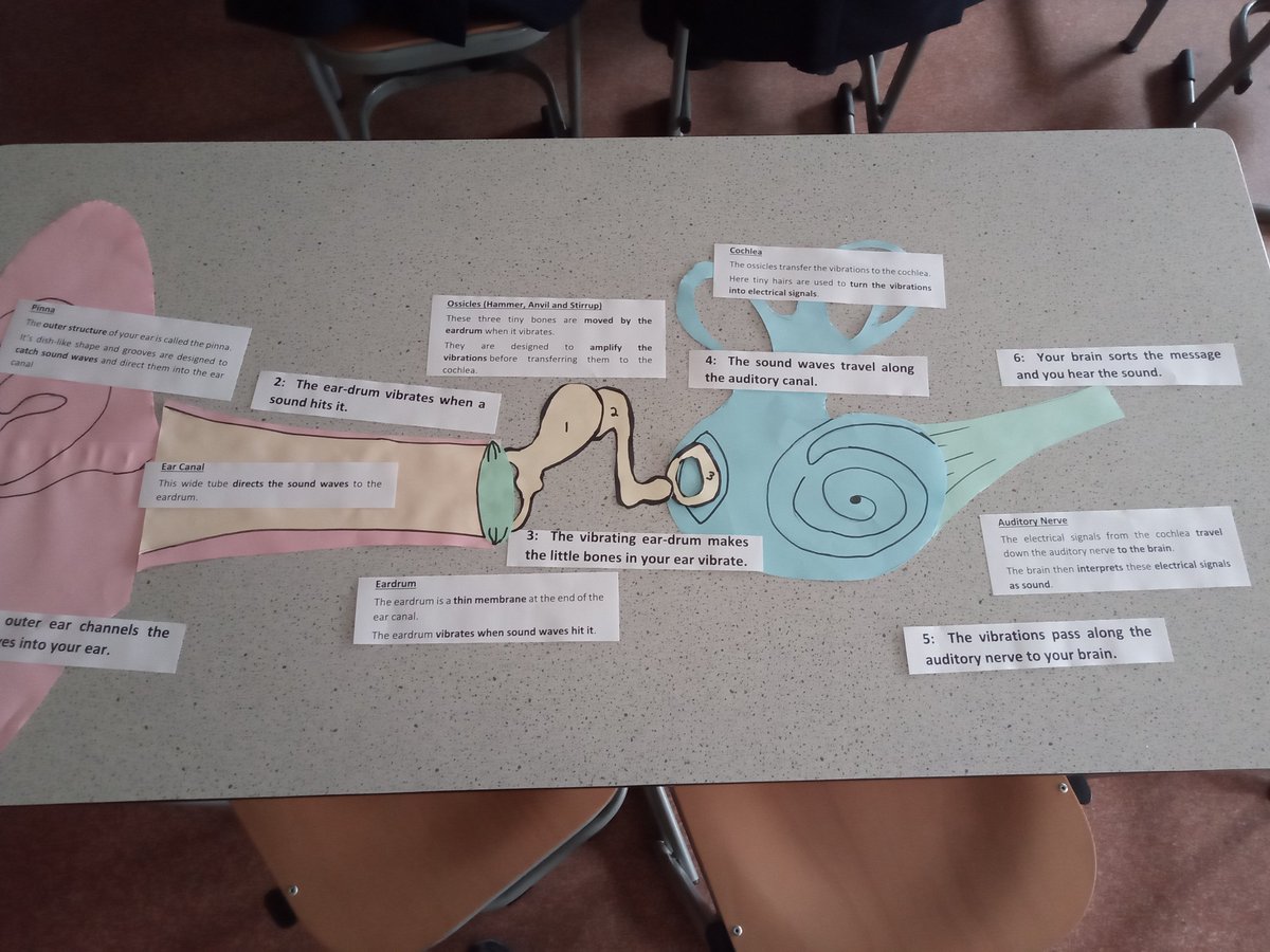 Teaching about the ear to KS3 students involves exploring its intricate anatomy and functions, including sound detection, balance, and the role of the auditory system in perception. #ukedchat #science #nqtchat #ittchat #aussieED #edchat