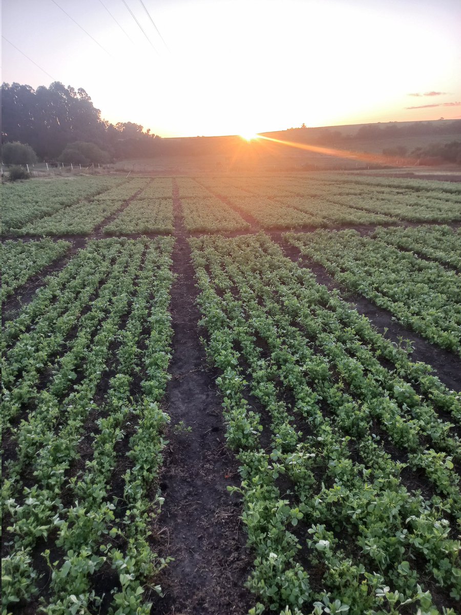 ialbanese_uy's tweet photo. En @Maisor_Agro continuamos buscando herramientas #Wuxal que aumenten las tasas de crecimiento en forrajeras. https://t.co/QrlwWW8kM8
