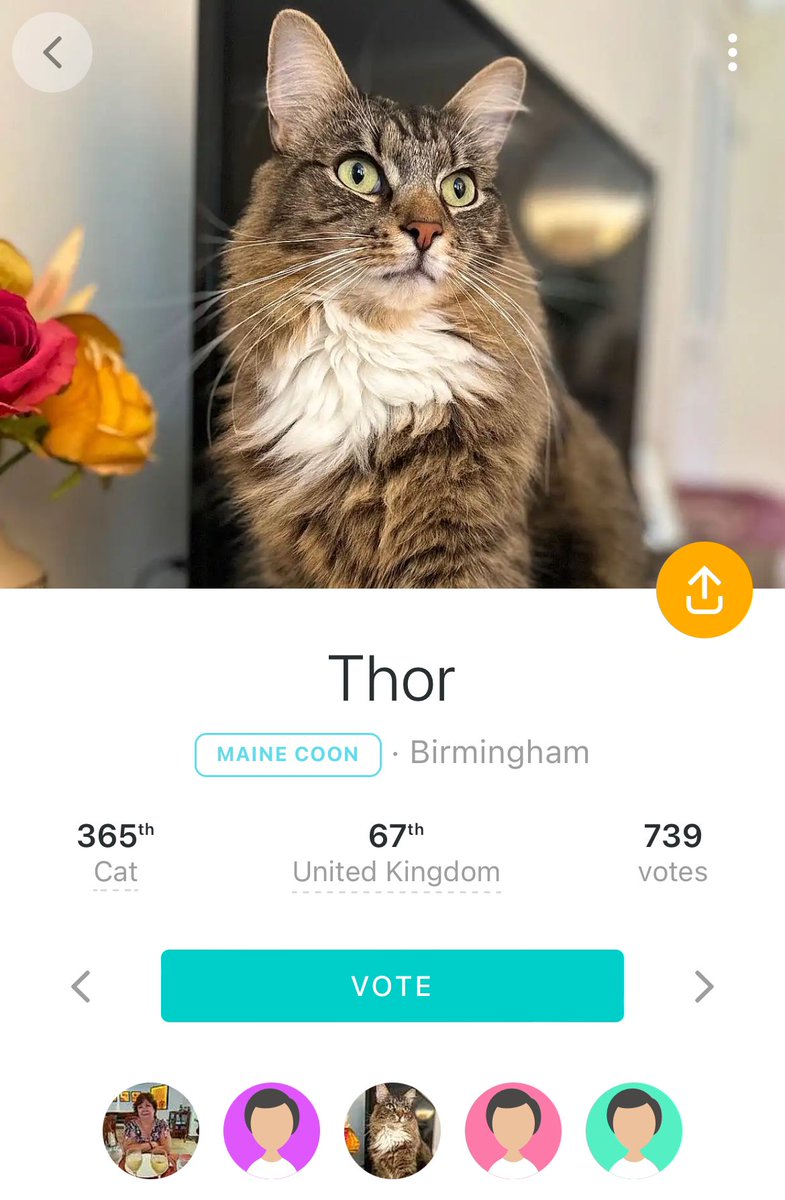 Oh my goodness! Thank to everyone that voted for me! I’m a very lucky boy. The competition closes on 8th April so there’s still time to vote: kingpet.co.uk/71197403901887… Love you all! ❤️ #vote #votethor #cats #catsofx