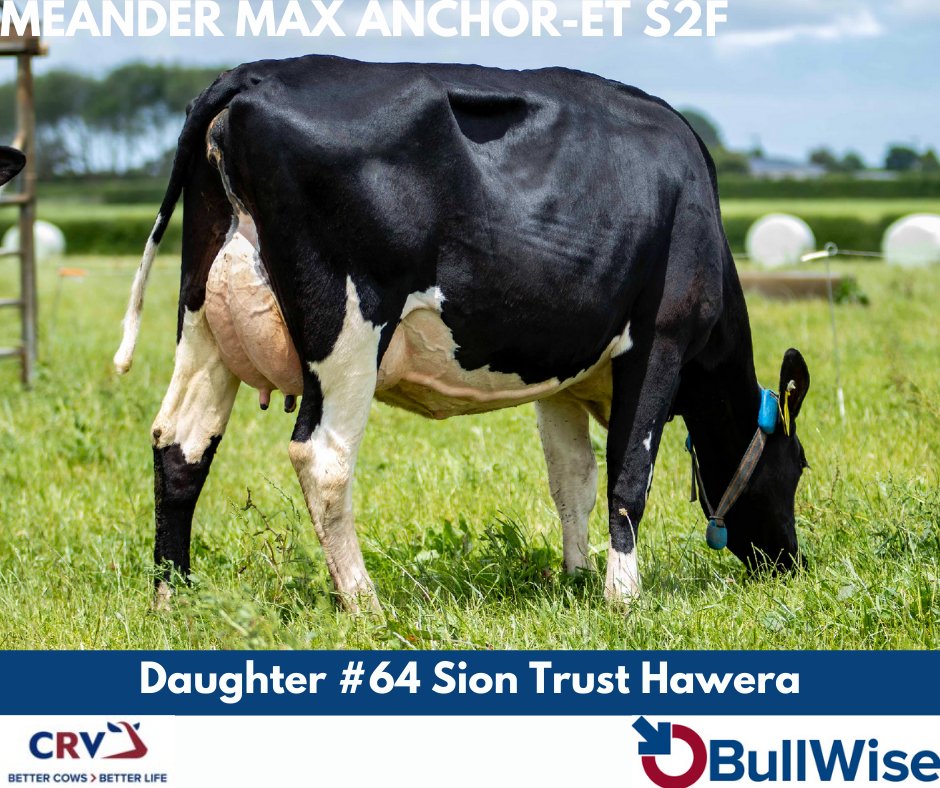 MEANDER MAX ANCHOR-ET S2F has over 100 daughters in NZ.

✅ Another star from the famous April cow family
✅ High ranking NZ RAS list sire
✅ Use to improve capacity and udders

#Breeding24 #BullWiseAI #TeamDairy #CRV4ALL