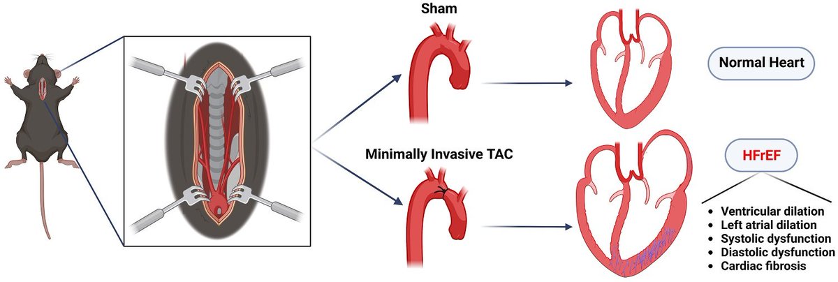 Original Article from Dr. Xander H. T. Wehrens et al. characterized ventricular and atrial remodeling and functional alterations in an improved, minimally invasive transverse aortic constriction (mTAC) mouse model of pressure overload-induced heart failure oaepublish.com/articles/jca.2…