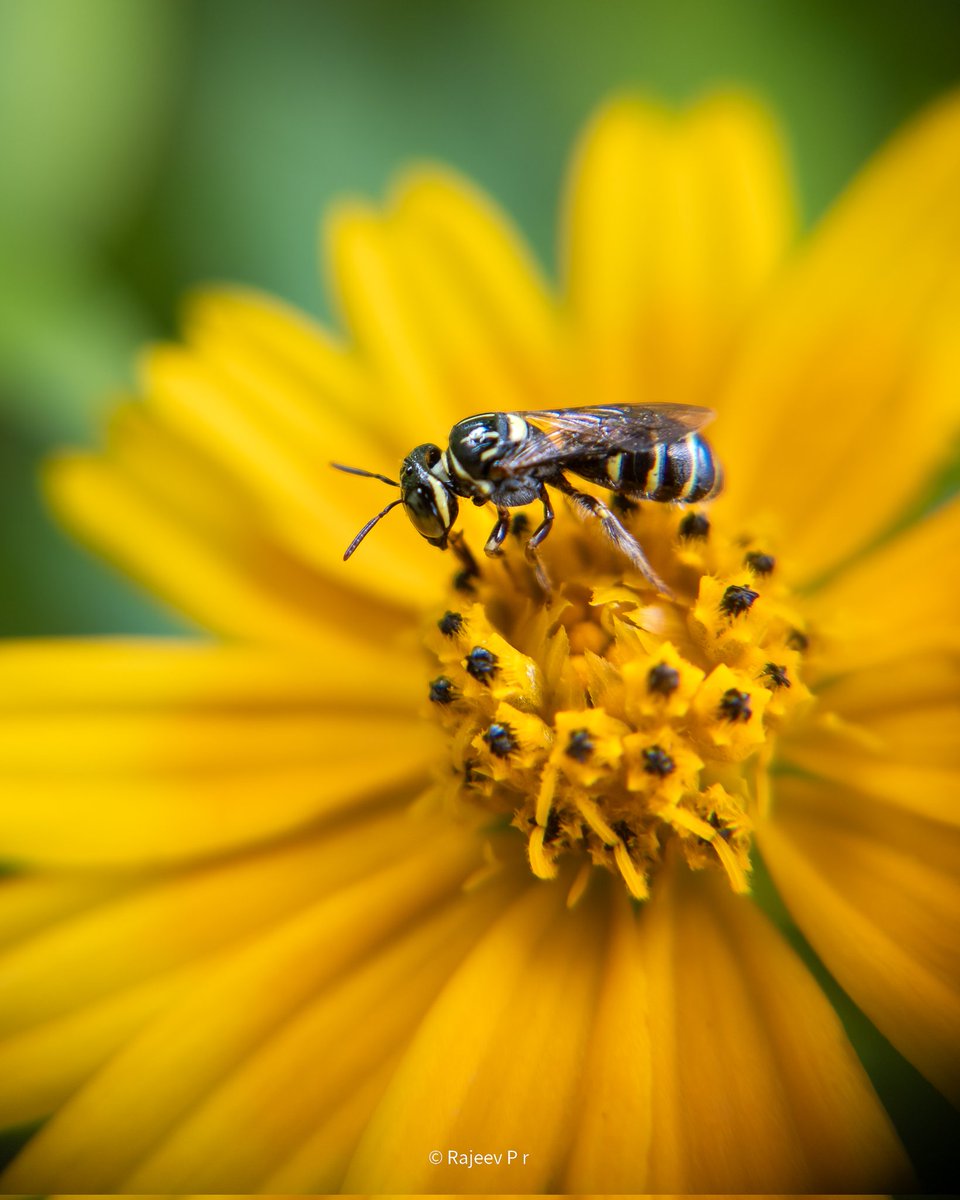 The unbreakable bond of Bee & Flower Shoton @oppo Powered by @Snapdragon #ShotOnOPPO @OPPOMobileUK #ShotOnSnapdragon @gregcroc @Snapdragon_UK @cristianoamon @BillyZhangOPPO @PeteLau