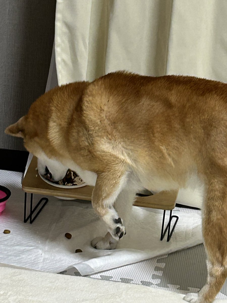 これはわざわざ食べづらい角度でご飯を食べる可愛い柴犬