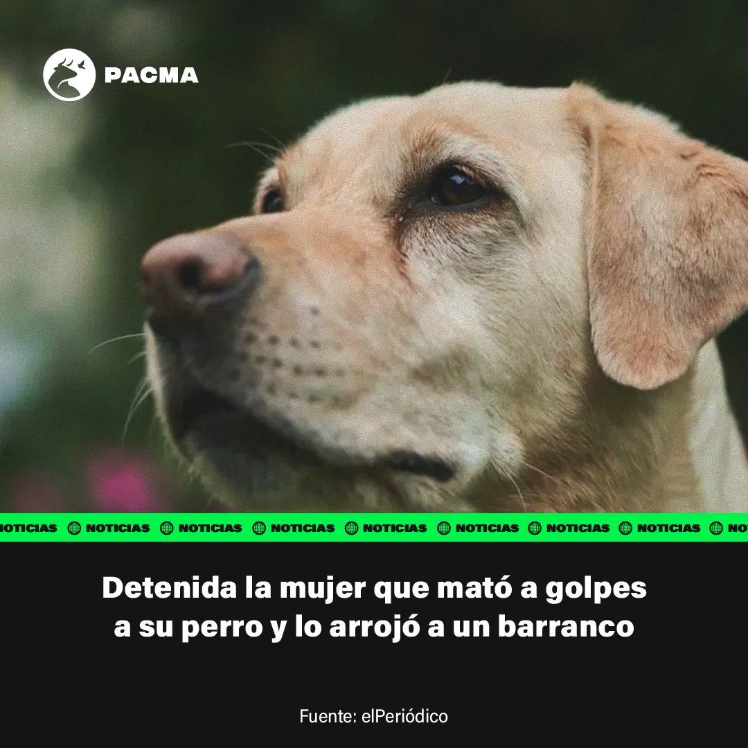 ¡Indignante!

Una mujer ha matado brutalmente a su propio perro y lo ha tirado por un barranco. ¡No podemos permitir estos actos de crueldad! Exigimos un endurecimiento del Código Penal para castigar con mayor severidad a quienes maltratan a los animales.
¡Que se haga justicia!