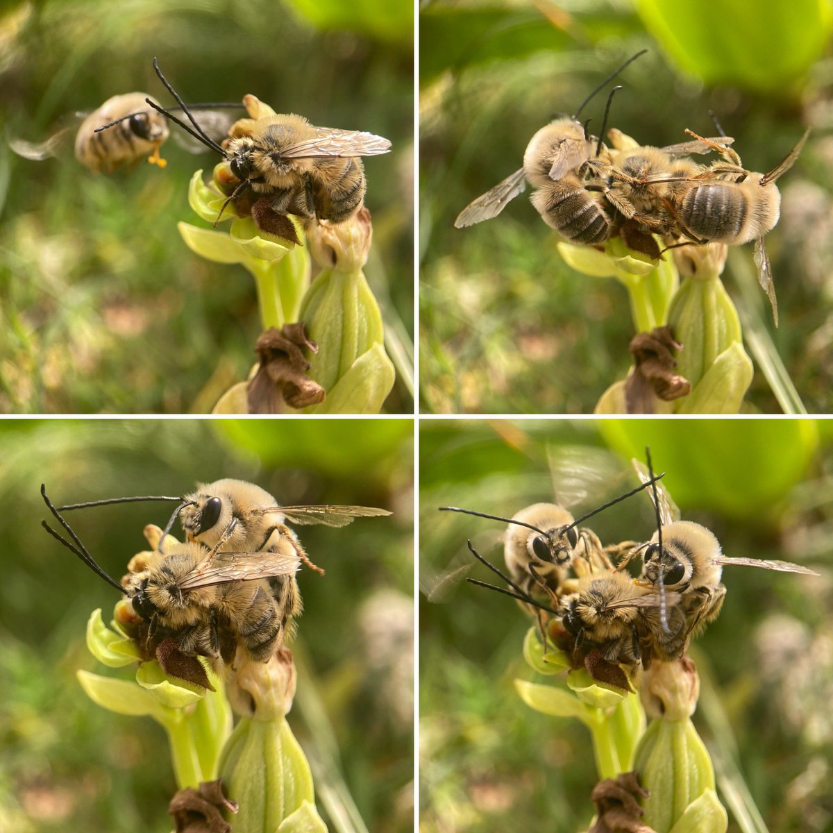 Bee orgy ! Bees (Eucera sp.) engaging in pseudocopulation with a Bumblebee Orchid (Ophrys bombyliflora), showing the successful pollination strategy of the orchid (one of the bees already has pollinia attached). Three bees compete to ‘mate’ with the orchid flower. #orchid