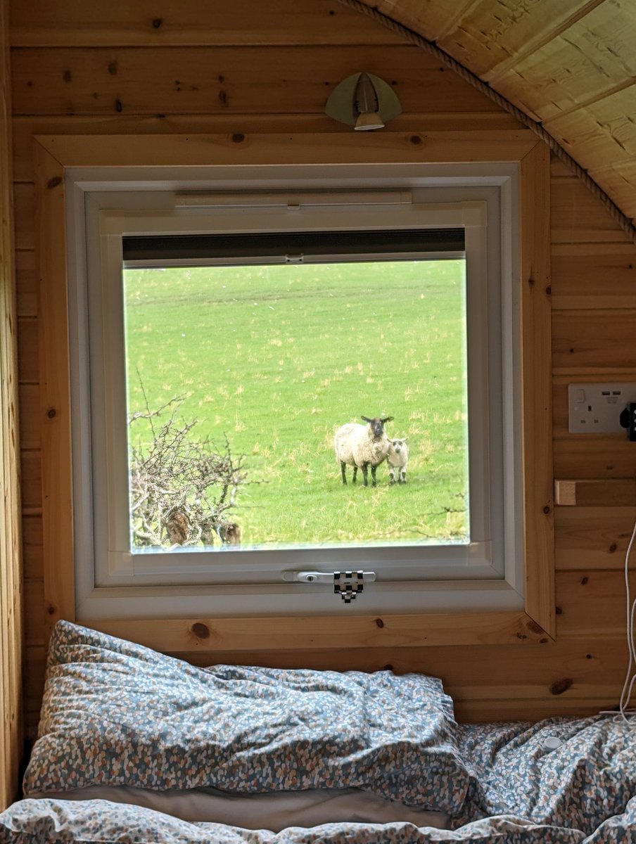 Ryan Bramley 🐻 tweet media